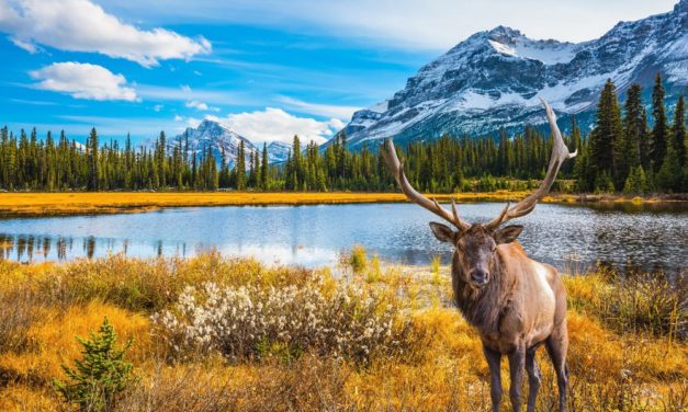 Kanadisches Gericht: Vorwurf an ICO-Herausgeber