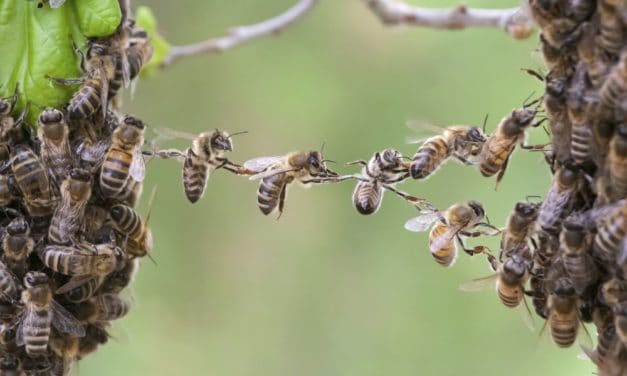 Verliert die Community das Vertrauen in Coinbase?