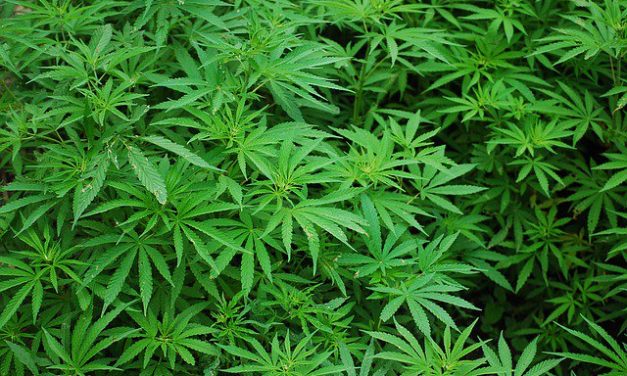 IBM: Blockchain-Nutzung für legalen Cannabis-Vertrieb