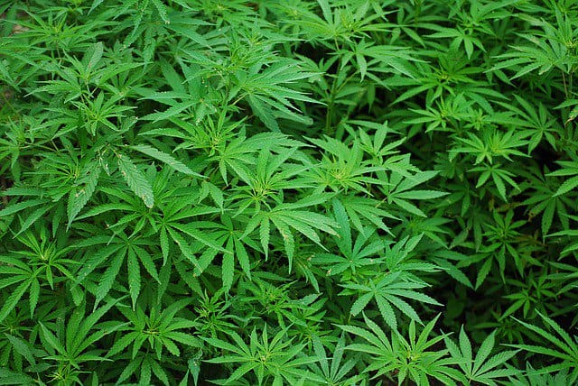 IBM: Blockchain-Nutzung für legalen Cannabis-Vertrieb
