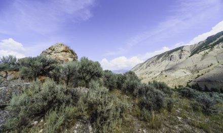 Wyoming: Gesetzesentwürfe für Kryptowährungen & Blockchain