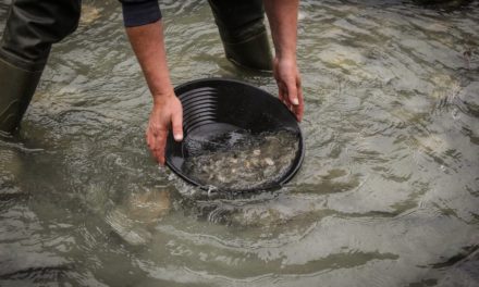 Petro Gold – ein Akt der Verzweiflung