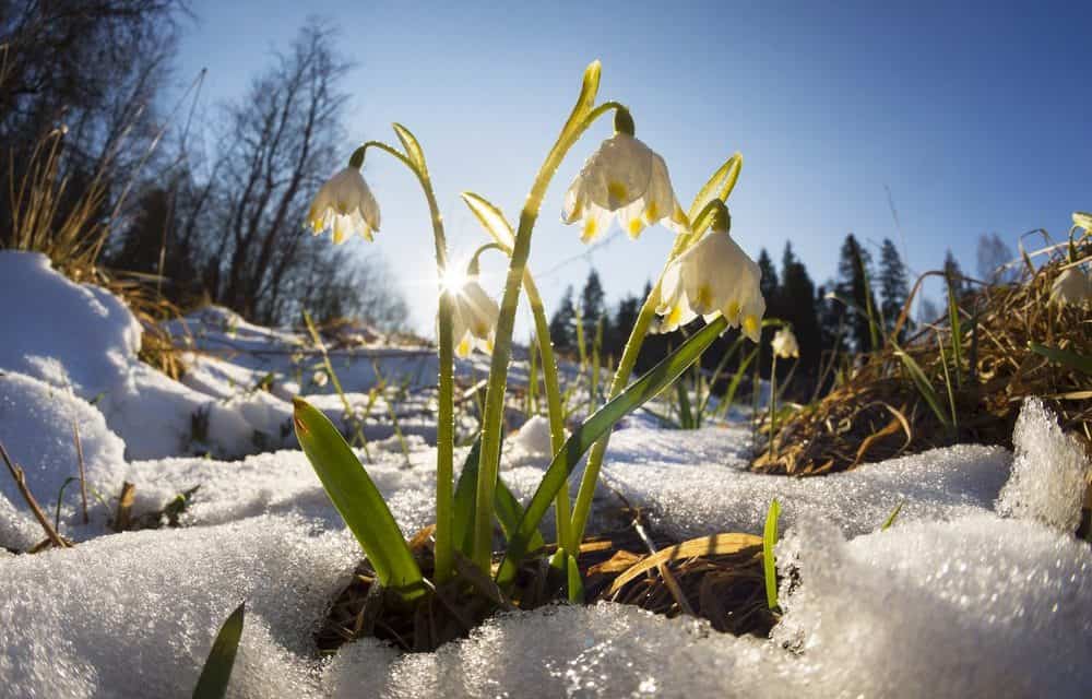 Altcoin-Marktanalyse KW10 – Monero-Rally – Kommt nun der Krypto-Frühling?