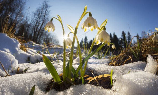 Altcoin-Marktanalyse KW10 – Monero-Rally – Kommt nun der Krypto-Frühling?