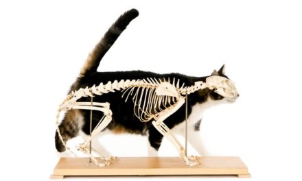 Die Quantencomputer kommen! Ist das Bitcoins Ende? (Teil 1)