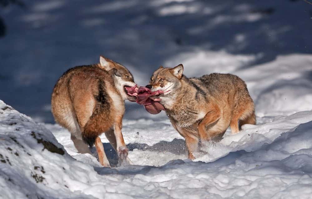 Insiderhandel: Warum Regulierung zwischen lebenslänglich und Kavaliersdelikt entscheiden kann