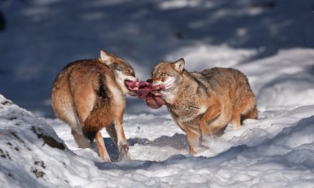 Insiderhandel: Warum Regulierung zwischen lebenslänglich und Kavaliersdelikt entscheiden kann