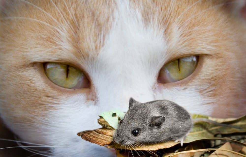 VISA und MasterCard vs Bitcoin und Krypto