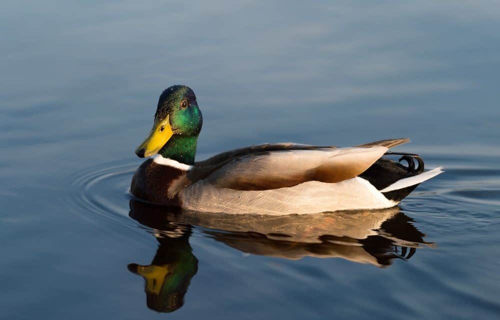 Sierra Leone hat ohne Blockchain gewählt