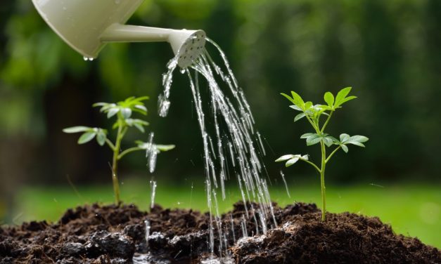 Russischer Verband RACIB plant Krypto-Park