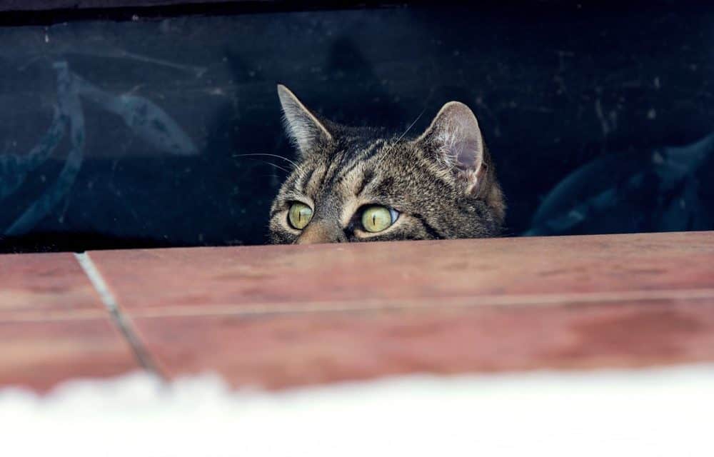 Goodbye FUD #9 – Institutionelle Investoren: Das große Geld wartet um die Ecke