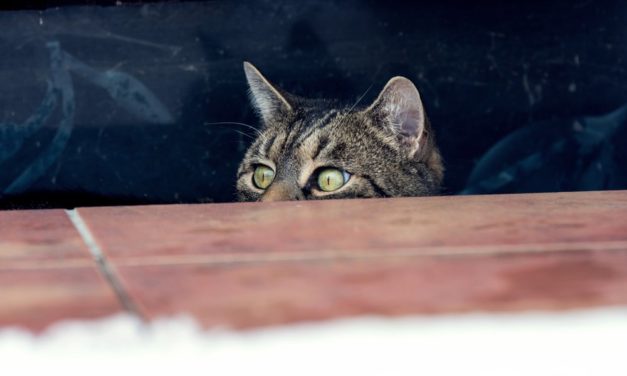 Goodbye FUD #9 – Institutionelle Investoren: Das große Geld wartet um die Ecke