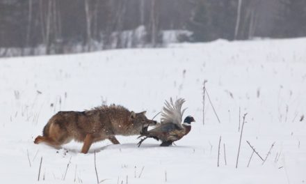 Dicke Beute: Yahoo Japan kauft BitARG