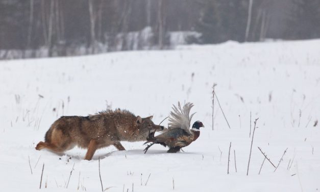 Dicke Beute: Yahoo Japan kauft BitARG