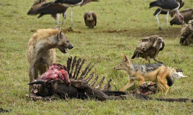 Cambridge Analytica: Nun doch Datenschützer?