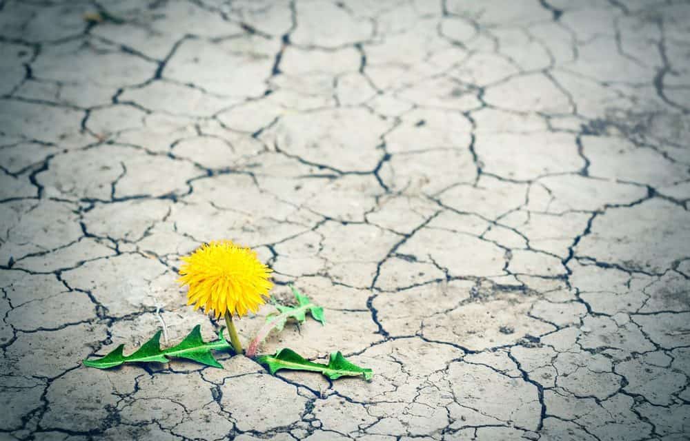 Altcoin-Marktanalyse KW21 – Trotz Consensus eher durchwachsene Woche