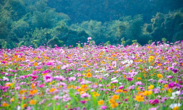 Regulierung in der Wochenrückschau KW#22 – Überall blühen neue Blumen