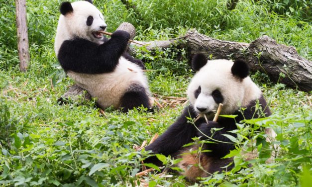 Bitpanda unterstützt ab sofort ERC20-Token