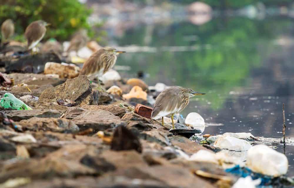 Müllfrei dank Blockchain – Philippinen wollen Blockchain im Gewässerschutz einsetzen