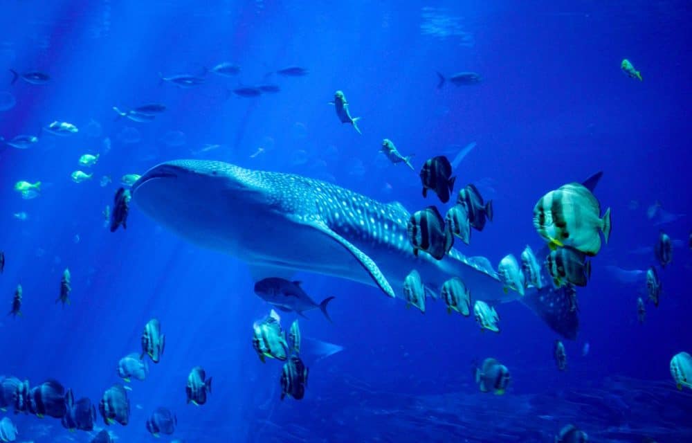 ICO-Studie: Wale verdrängen kleine Fische