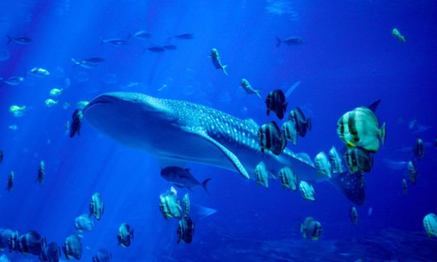 ICO-Studie: Wale verdrängen kleine Fische