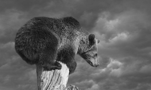 Meinungs-ECHO KW 32 – Bärenphilosphie