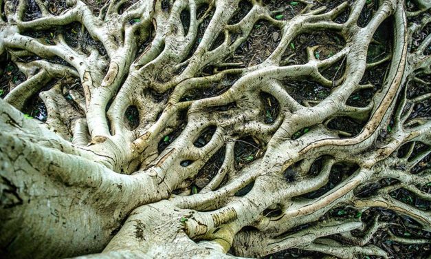 Mit Taproot mehr Privatsphäre für Bitcoin