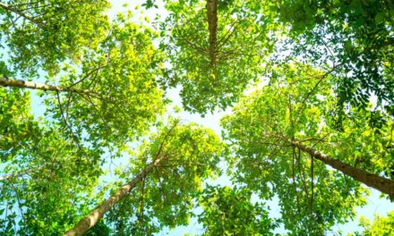 Altcoin-Marktanalyse KW35 – Doch noch eine grüne Woche