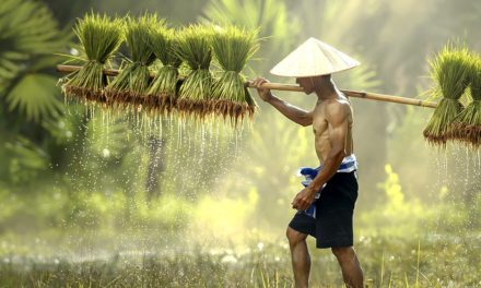 Kambodscha: Fairer Reis durch Blockchain-Anwendung