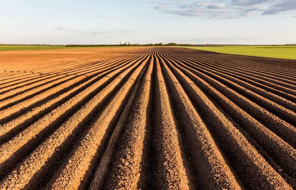 Russische Bauernmärkte sollen über Blockchain verteilt werden