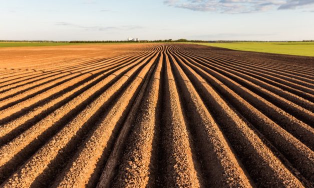 Russische Bauernmärkte sollen über Blockchain verteilt werden