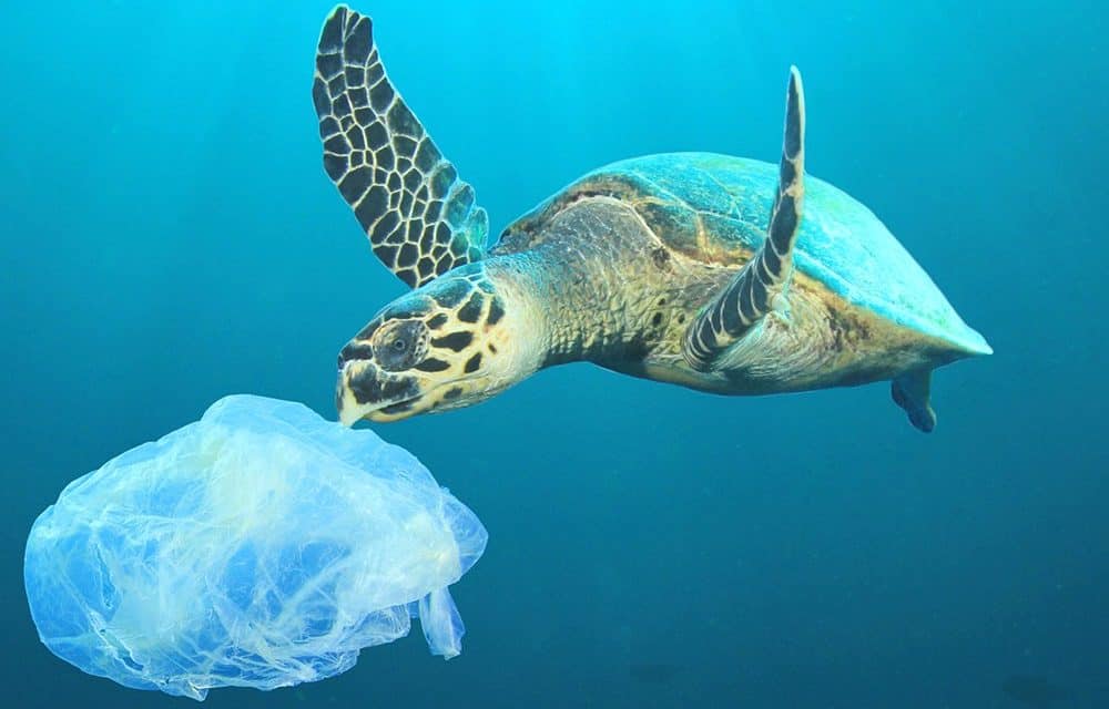 Die Weltmeere retten – Möglich mit der Blockchain?