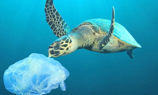 Die Weltmeere retten – Möglich mit der Blockchain?