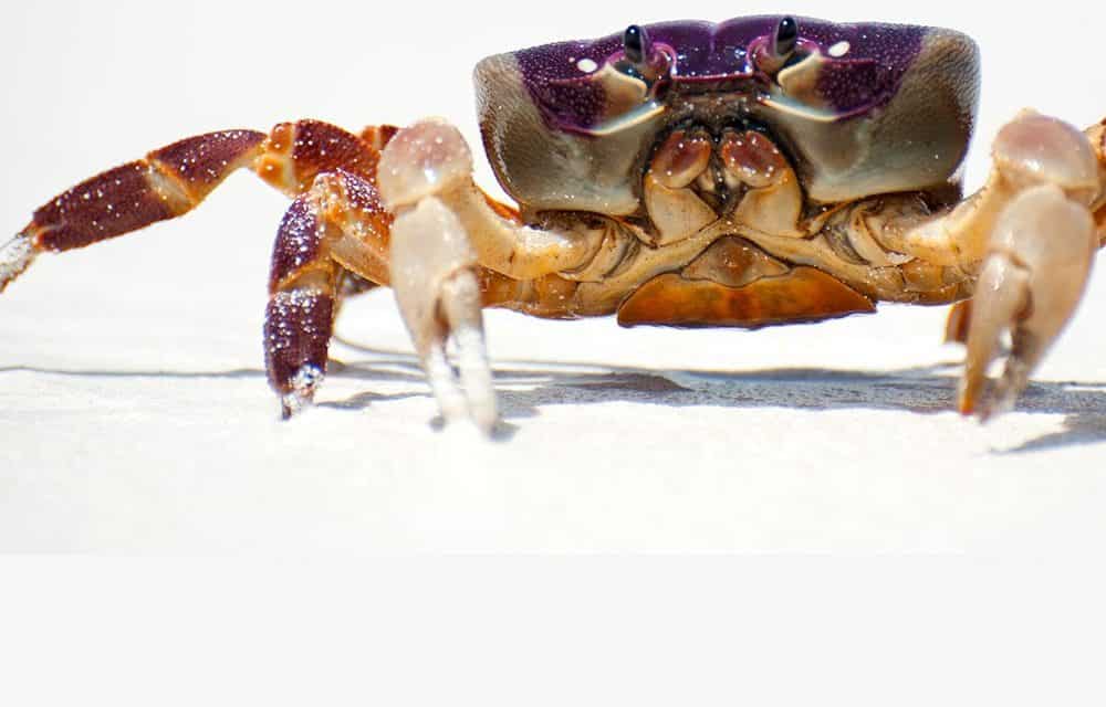 Die Lage am Mittwoch: XRP im Aufschwung, Bitcoin-Kurs weiter im Krebsgang