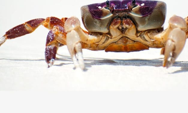 Die Lage am Mittwoch: XRP im Aufschwung, Bitcoin-Kurs weiter im Krebsgang