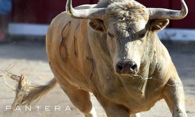 Panteras Joey Krug: Bitcoin-Boden ist erreicht