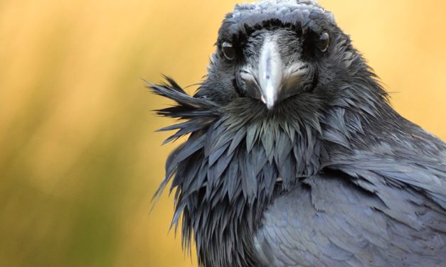 Ravencoin: Bitcoin Fork steigt über 270 Prozent