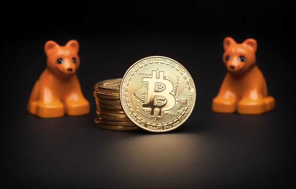 Bitcoin: Bärenstark trotz Bärenmarkt – Das Meinungs-ECHO KW43