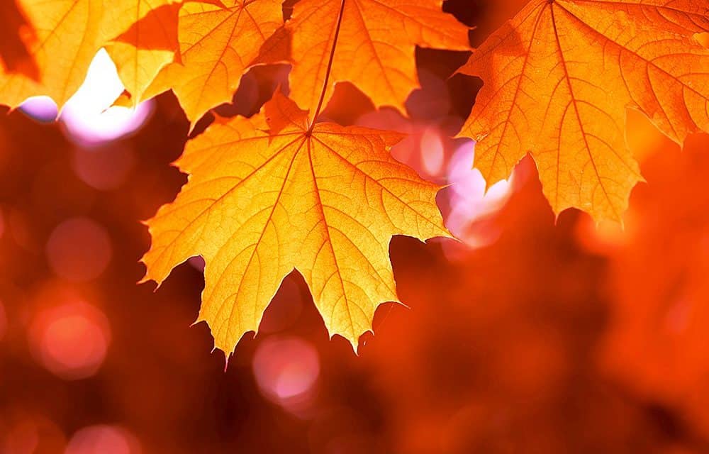 Nach „Bug“: Kanadische Bitcoin-Börse verliert alle BTC