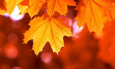 Nach „Bug“: Kanadische Bitcoin-Börse verliert alle BTC