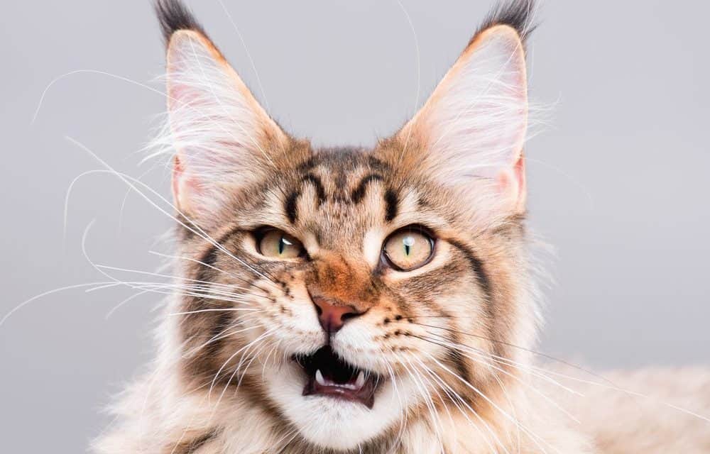 CryptoKitties erhalten 15 Millionen US-Dollar aus Fundraising