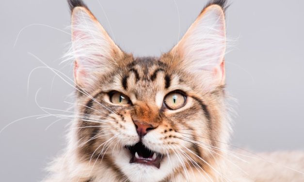 CryptoKitties erhalten 15 Millionen US-Dollar aus Fundraising