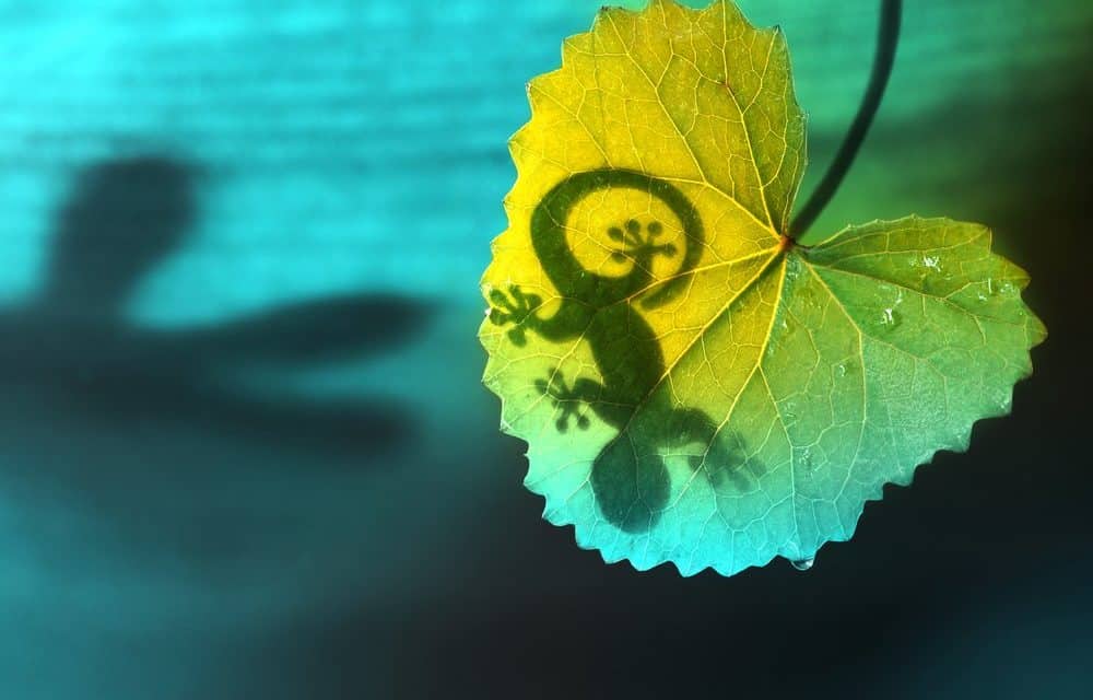 CoinGecko-Quartalsbericht: Krypto-Märkte gesünder als gedacht