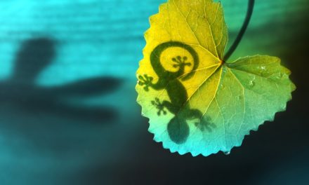 CoinGecko-Quartalsbericht: Krypto-Märkte gesünder als gedacht