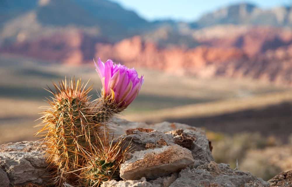 Millionen für eine Blockchain-Stadt in Nevada