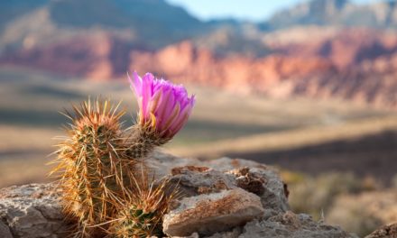 Millionen für eine Blockchain-Stadt in Nevada
