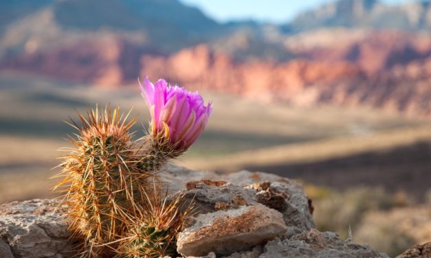 Millionen für eine Blockchain-Stadt in Nevada