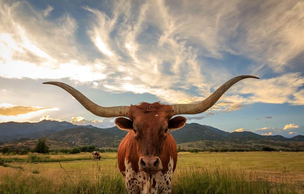 Ripple: Ist das schon der XRP-Bull-Run?