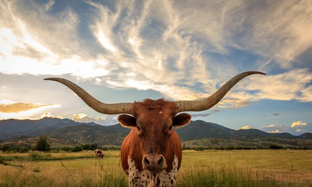 Ripple: Ist das schon der XRP-Bull-Run?