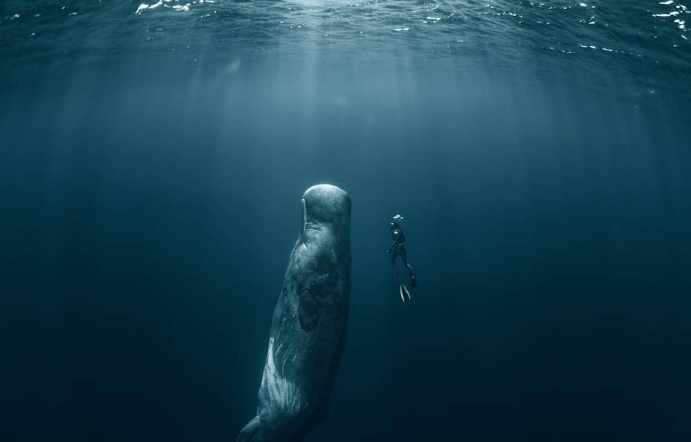 Altcoin-Marktanalyse KW47 – Bitcoin Cash dank Hashwar in neue Tiefen gerissen